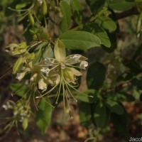 Cadaba fruticosa (L.) Druce